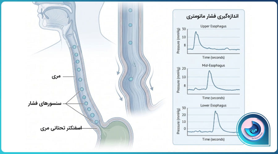 عکس رنگی حلق و مری